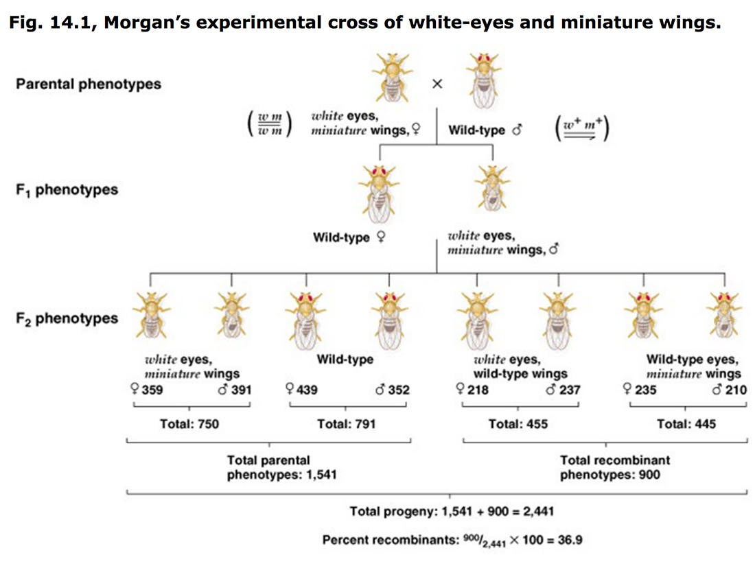 Linkage & Experiment, Linked Diseases, Videos